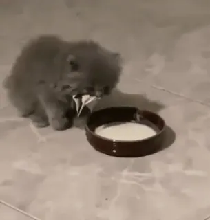 🌟 070e6029 Katze, Kätzchen, Milch, Futter, Tier, süß, Haustier telegram sticker