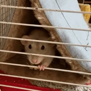 🌟 54c826d7 Ratte, Haustier, Tier, Käfig, niedlich, Nagetier telegram sticker