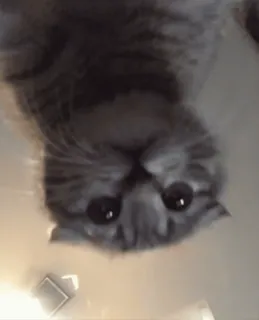 🌟 6e3366eb Katze, Tier, süß, lustig, Haustier telegram sticker