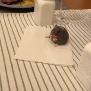 🌟 8496b5b4 Hamster, Nagetier, Tier, süß, klein, Haustier telegram sticker