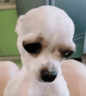 🌟 8790693e Hund, Chihuahua, Tier, Haustier, süß, Welpe telegram sticker