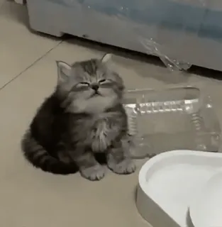 🌟 8f7e14ca Katze, Kätzchen, süß, Haustier, Tier, flauschig, schläfrig telegram sticker