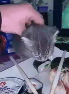 🌟 93f9ca70 Katze, Kätzchen, Sushi, Essen, süß, Tier, Essstäbchen telegram sticker