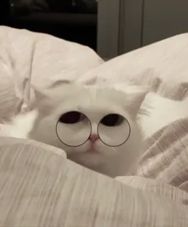 🌟 b3ea477d Katze, Brille, weiß, Tier, Haustier, süß telegram sticker