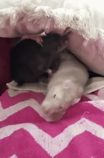 🌟 b8a9fc2d Hamster, Haustiere, Tiere, Nagetiere, süß, Kleintiere telegram sticker