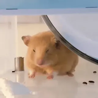 🌟 bb378201 Hamster, Nagetier, Tier, Haustier, süß telegram sticker