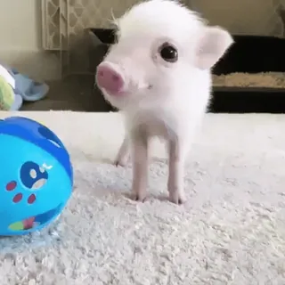 🌟 bf35d728 Ferkel, Schwein, Tier, süß, Haustier, Jungtier telegram sticker