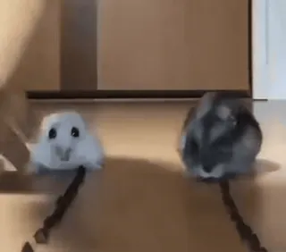 🌟 dbbc73df Hamster, Nagetier, Tier, Haustier, süß, klein telegram sticker