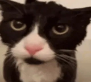 🌟 fa4952af Katze, Tier, Haustier, Tuxedo Katze, Schwarzweiß, Säugetier telegram sticker