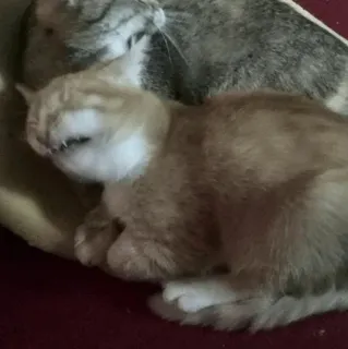 🧈 05e3e923 gato, animais, gato doméstico, animal de estimação telegram sticker