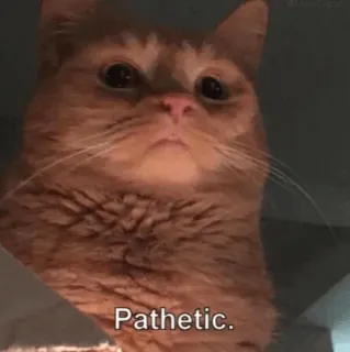 🧈 086d6f16 Pathetic. gato, patético, meme, engraçado, gato laranja telegram sticker