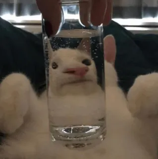 🧈 0daf89ba gato, água, vidro, animal telegram sticker