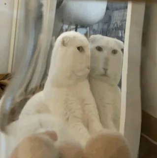 Animal Meme ؛ @Packies telegram stickers