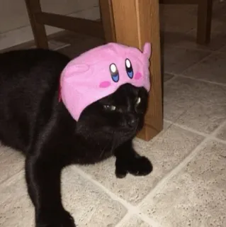 Animal Meme ؛ @Packies whatsapp stickers