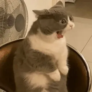 🧈 339e2a4e gato, chocado, surpreso, animal, animal de estimação, engraçado telegram sticker