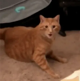 Animal Meme ؛ @Packies telegram stickers