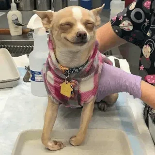 🧈 457ae778 cão, chihuahua, animal de estimação, animal, fofo, feliz telegram sticker