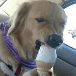 Animal Meme ؛ @Packies telegram stickers