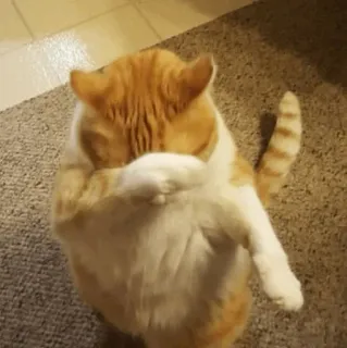 Animal Meme ؛ @Packies telegram stickers