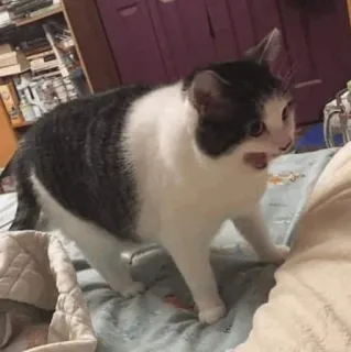 🧈 4ebe18ec gato, animal, animal doméstico, fofo, animal de estimação telegram sticker