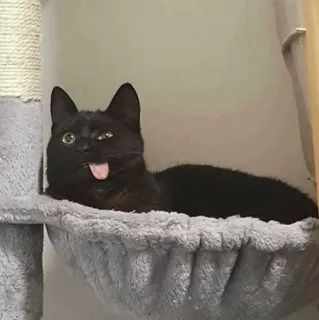 🧈 56a9c17d gato, gato preto, animal, animal de estimação, língua, bobo telegram sticker