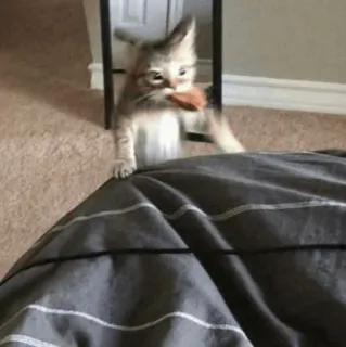 🧈 5ba75983 gato, gatinho, animal, animal de estimação, fofo telegram sticker