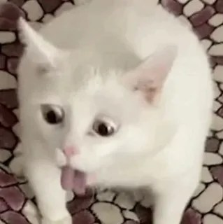 🧈 5c5df610 gato, gato branco, animal de estimação, animal, fofo, língua telegram sticker