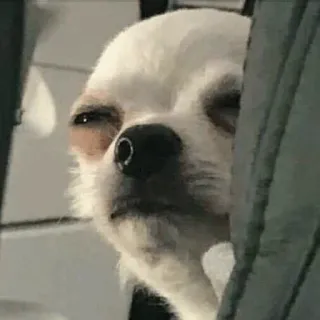 🧈 62687c0f cachorro, chihuahua, animal de estimação, animal telegram sticker