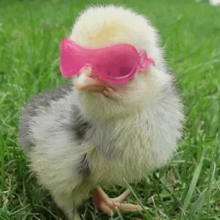 Animal Meme ؛ @Packies telegram stickers