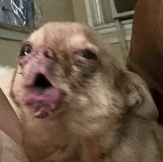 Animal Meme ؛ @Packies telegram stickers