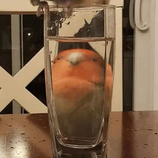 🧈 6953601e pássaro, vidro, água, laranja, fofo telegram sticker