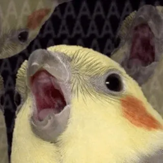 🧈 92dacf0b calopsita, pássaro, animal, gritando, bico aberto, expressão telegram sticker