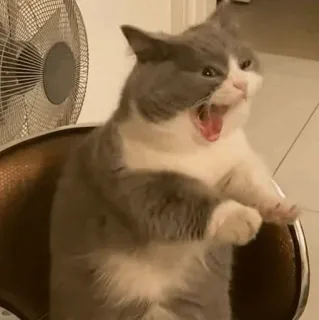 🧈 92dafd53 gato, bocejo, animal doméstico, animal de estimação, animal telegram sticker