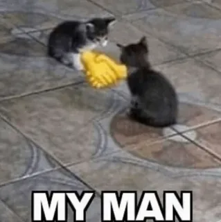 🧈 9784a636 MY MAN gato, gatinho, saudação, amizade, meu camarada telegram sticker