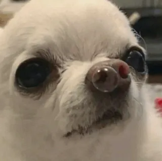 🧈 a1c0a48f cão, chihuahua, animal, animal de estimação, fofo, engraçado telegram sticker