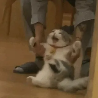 🧈 ab4322d1 gato, animal, engraçado, meme, animal de estimação telegram sticker