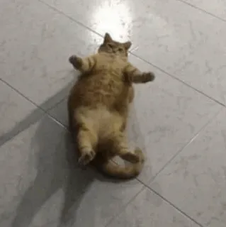 🧈 b046f70c gato, animal, gato doméstico, felino, animal de estimação telegram sticker