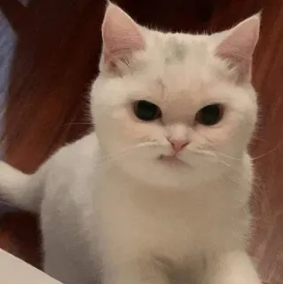 🧈 ba170e8e gato, gato branco, animal, animal de estimação, gato doméstico, felino telegram sticker