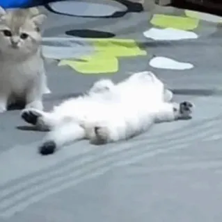 🧈 ba6191ea gato, gatinho, animal, fofo, animal de estimação telegram sticker