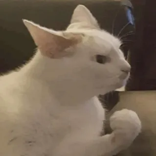 Animal Meme ؛ @Packies telegram stickers