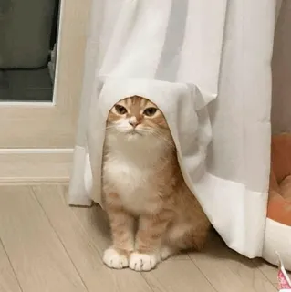 🧈 caa11cd1 gato, animal de estimação, fofo, animal, engraçado, cortina telegram sticker