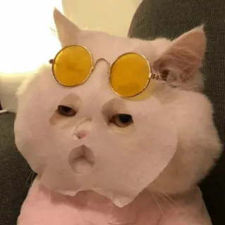 🧈 ccb52583 gato, óculos de sol, engraçado, meme, animal de estimação, animal telegram sticker