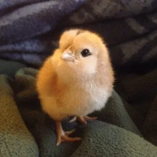 🧈 ceb09a89 pintinho, frango, pássaro, fofo, animal, ave telegram sticker