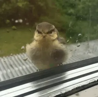 🧈 cfd900d1 pássaro, rabugento, animal, fofo, vida selvagem telegram sticker