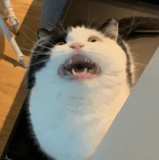 🧈 d33fb139 gato, animal, animal de estimação, gato doméstico, bocejo telegram sticker