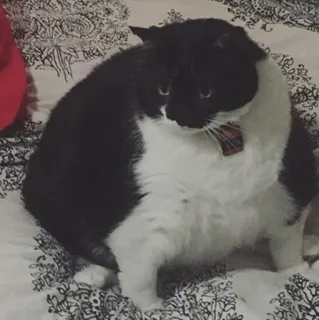 Animal Meme ؛ @Packies telegram stickers