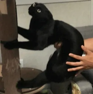 Animal Meme ؛ @Packies telegram stickers