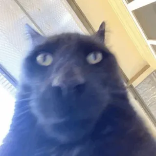 Animal Meme ؛ @Packies telegram stickers