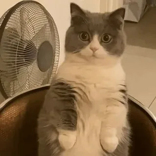 🧈 f5158abb gato, fofo, animal, animal de estimação, sentado telegram sticker