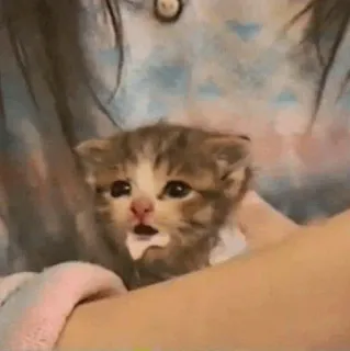 🧈 f8d7c9b1 gatinho, gato, animal, fofo, leite, animal de estimação telegram sticker